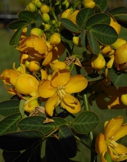 Golden Cassia, Quebracho, Alcaparra, Senna condolleana, S. bicapsularis var. condolleana var. chilensis